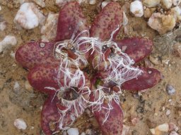 Diplosoma retroversum flowers dead